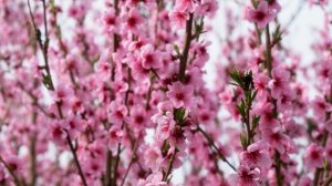 Персиковые сады зацвели в Грузии