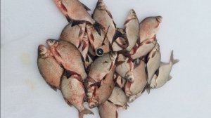 С мормышкой за лещом на Обь. Одна из крайних рыбалок со льда на мормышку на Оби. Подводные съёмки.