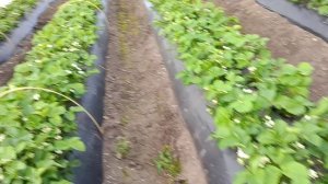 Агроном клубничник на участке по агросопровождению, сорт Клери под плёночными укрытиями, Белореченск