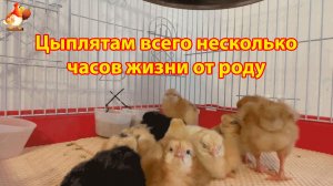 Цыплятам всего несколько часов жизни от роду