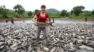 Ловлю с подругами илистую рыбу на продажу. Фуонг, Нхат, Ли Фук Ви. Жизнь во Вьетнаме