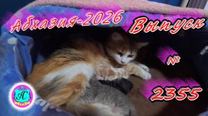 #Абхазия2026🌴 3.04.26г.🔥 Выпуск № 2355❗вчера +25°🌡ночью +17°🌡море +11,7°🐬