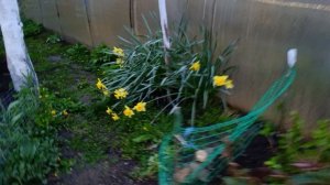 Цветёт магнолия тюльпановое дерево и сакура