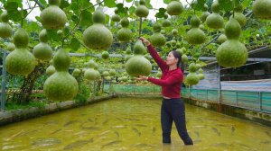 Собираю на ферме бутылочную тыкву и листья свежих овощей. Продала все торговцу. Серия 74. Ли Фук Ви