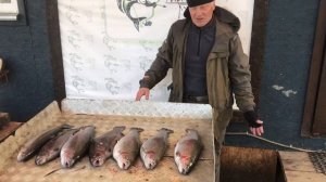 улов форели 11 кг