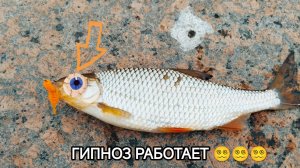 ГИПНОЗ ДЛЯ РЫБЫ✅ #спиннинг