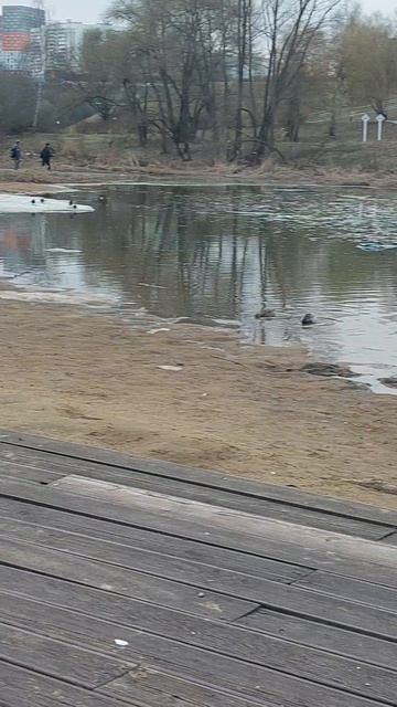 Пруд в Митино