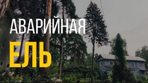 Аварийная ель | Аккуратное удаление и вывоз | Арбористика