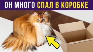 Кот много спал в коробке) Приколы с котами