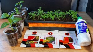 Огородные покупки.О ценах на удобрения.Немного рассады.Арбузные планы