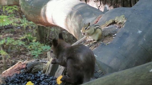 Белочки, бурундуки, сойка, поползни в сосновом бору(из прошлого)
