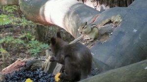 Белочки, бурундуки, сойка, поползни в сосновом бору(из прошлого)