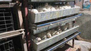 Перепёлки. Делюсь с вами.