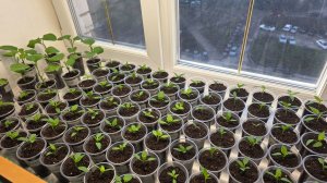 ОБЗОР РАССАДЫ 3 АПРЕЛЯ 2026.