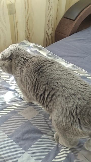 Шотландская вислоухая кошка Риана 03.04.2026.