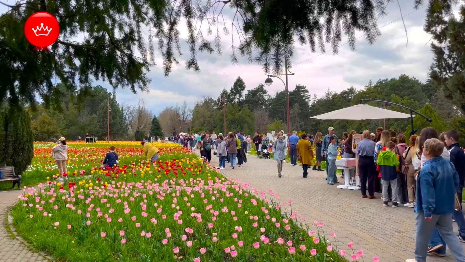 🌸😍150 тысяч тюльпанов расцвели В Ботаническом саду Краснодара.