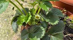 Гуляем, сад проверяем и первая клубничка зацвела.