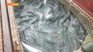 ЗАРПЛАТЫ В РЫБНОЙ ОТРАСЛИ ВЫРОСЛИ В РОССИИ НА 77,5% ЗА ПЯТЬ ЛЕТ • НОВОСТИ КАМЧАТКИ