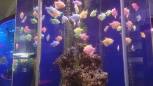 Обзор ГИГАНТСКИХ АКВАРИУМОВ в Смоленске!