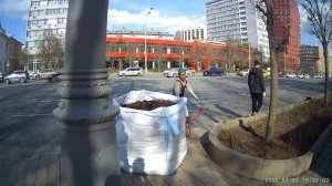 Садовое кольцо.  Сосновая кора лежала 2 года. Не прижилась.