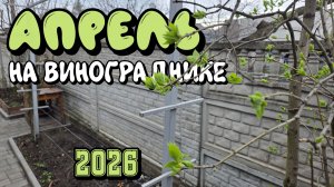 АПРЕЛЬ 2026 на винограднике.