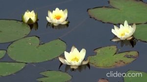 Наша природа