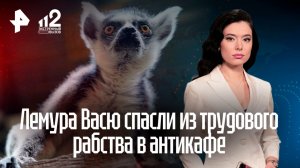 Спасенного из "трудового рабства" лемура отправят в Московский зоопарк