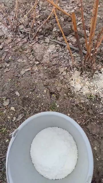 Основная подкормка малины весной, часть 2 #малина #подкормкамалины #садоводство #питаниемалины #яг