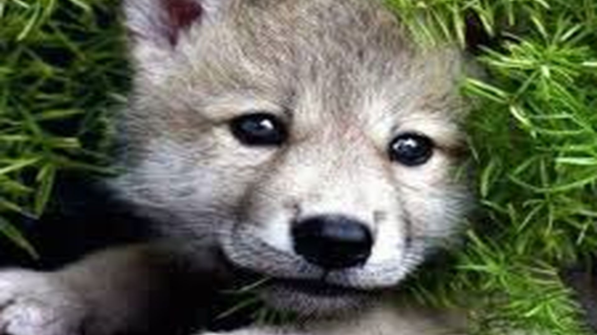 Волчонок вернул меня к нормальной жизни.