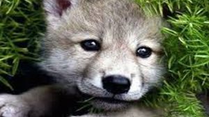 Волчонок вернул меня к нормальной жизни.