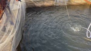 Рыбка чувствует себя отлично