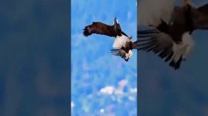 Татьяна Высоцкая - Две души »