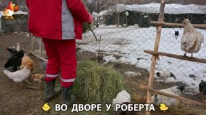 Содержание кур в домашних условиях и других птиц во дворе у Роберта 🐣🐤🦆🐔🪿🦃 (461)