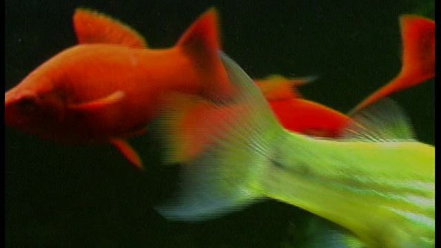 Эковидео-Пецилии Новиковой 2009