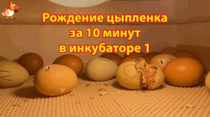 Рождение цыпленка за 10 минут в инкубаторе 1