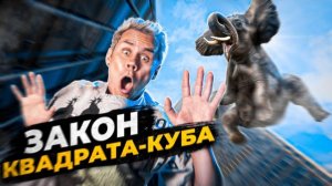 Какой ПРЕДЕЛ ВЫСОТЫ и РАЗМЕРОВ? Закон Квадрата-куба