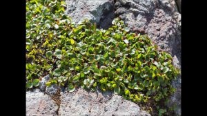 Маленькие чудеса в большой природе