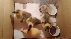 что делать если гусенок начинает щипать других гусят