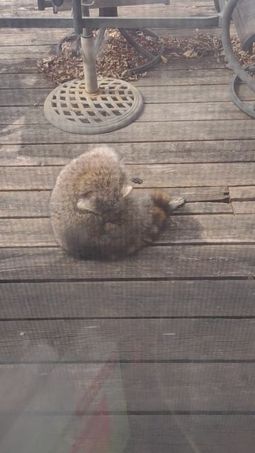 Енот проснулся и пришёл в гости.