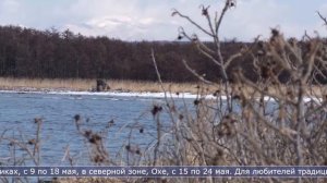 03.04.2026 15 апреля на Сахалине начнётся охота на селезней