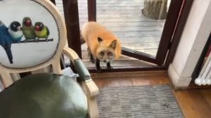 Лиса-Алиса. Шуршащий пакет приманивает лису