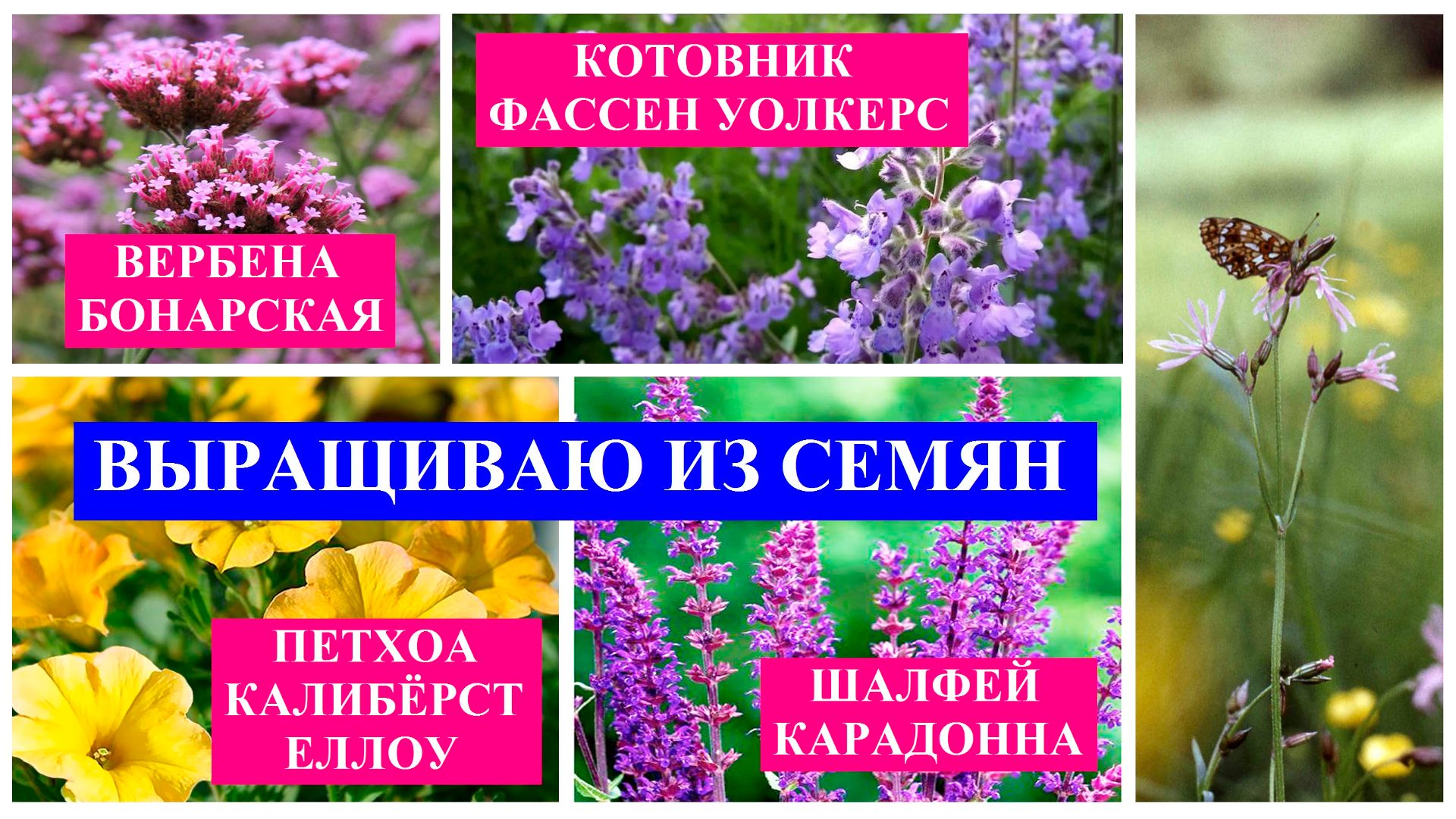 Выращиваю из семян