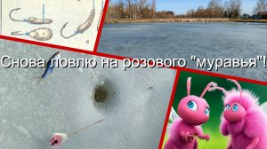 Снова ловлю на розового "муравья"!