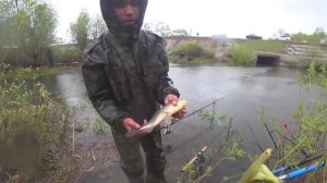 Закинул поплавок.. И сам не поверил! Таких карасей я еще не ловил.