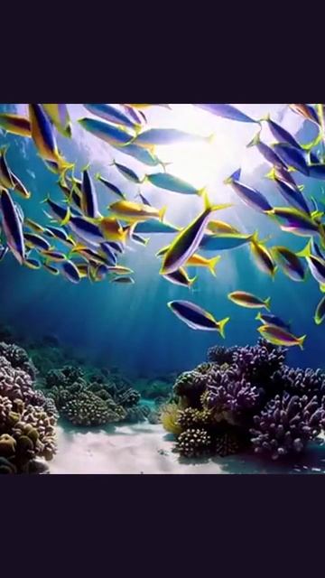 #морскоймир #подводныймир #морскиеприключения #животныеморя #морскиесущества