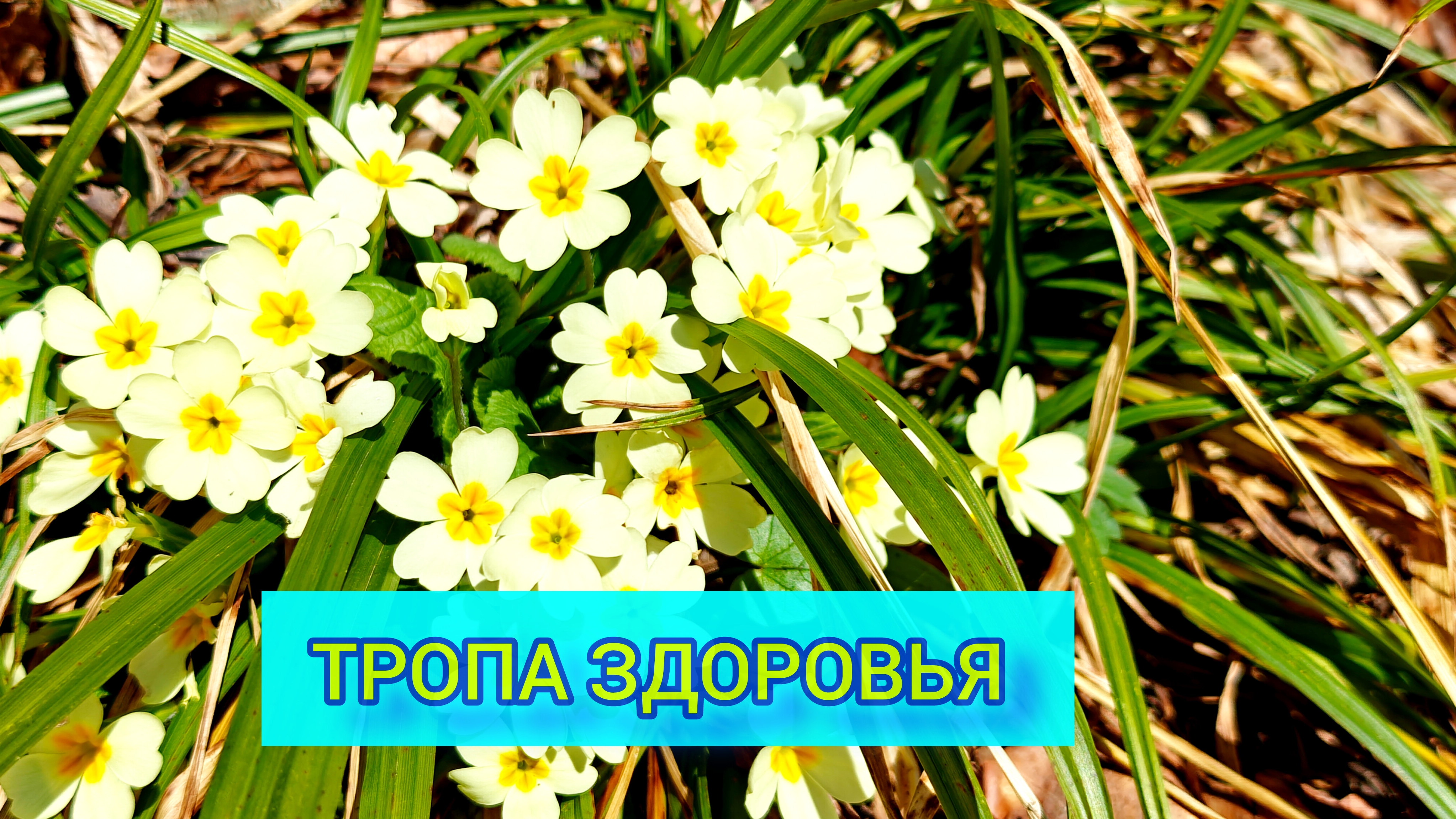 ТРОПА ЗДОРОВЬЯ НА РОЗА ХУТОР 🌹