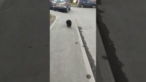 Мы идём гулять с собакой! | 3-апр-2026 2