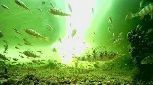 1000012945.mp4Волга гл.2м.03.02.2026г.