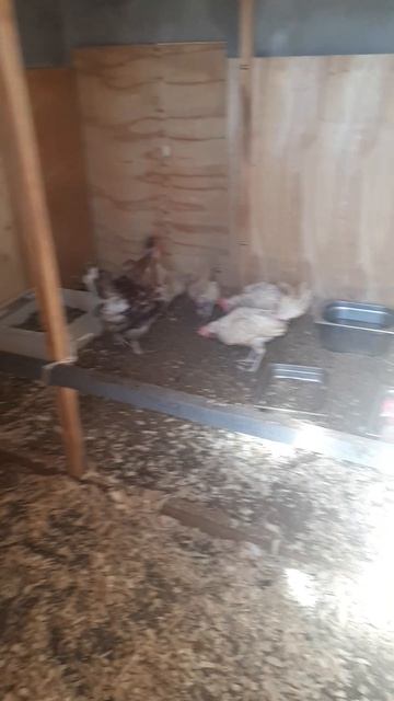 Курачки! И петушок