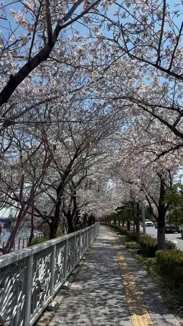 Успеть зафиксировать момент цветения сакуры!